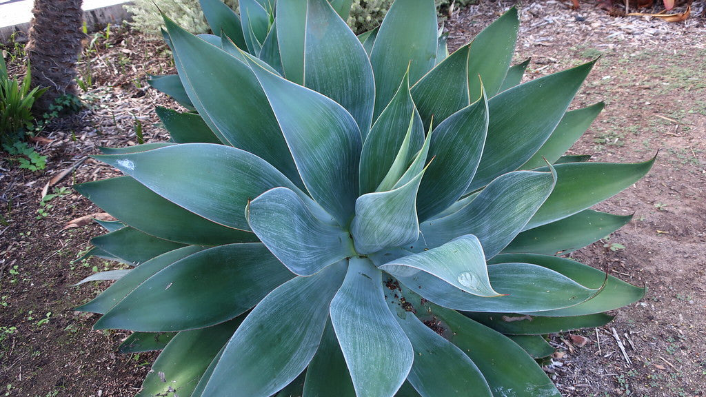 Blue Flame Agave | Agave 'Blue Flame'