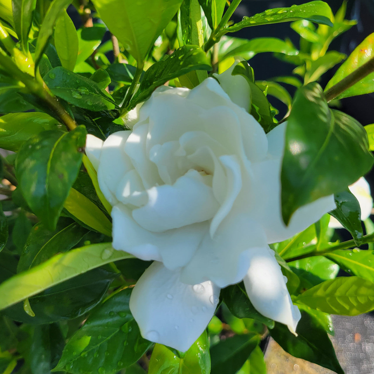 August Beauty Gardenia
