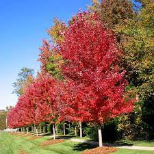Autumn Blaze Maple ® Tree