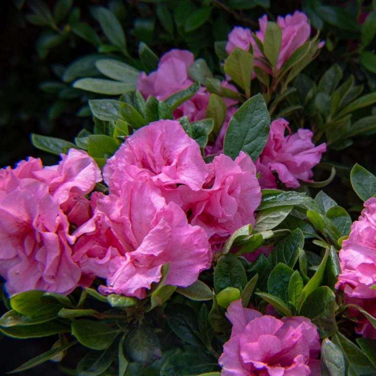 Ever After™ Pink Reblooming Azalea | Bloomin’ Easy®