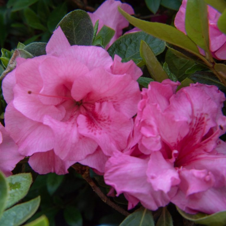 Ever After™ Pink Reblooming Azalea | Bloomin’ Easy®