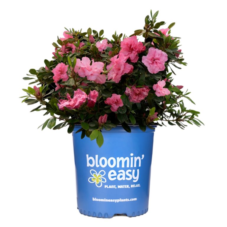 Ever After™ Pink Reblooming Azalea | Bloomin’ Easy®
