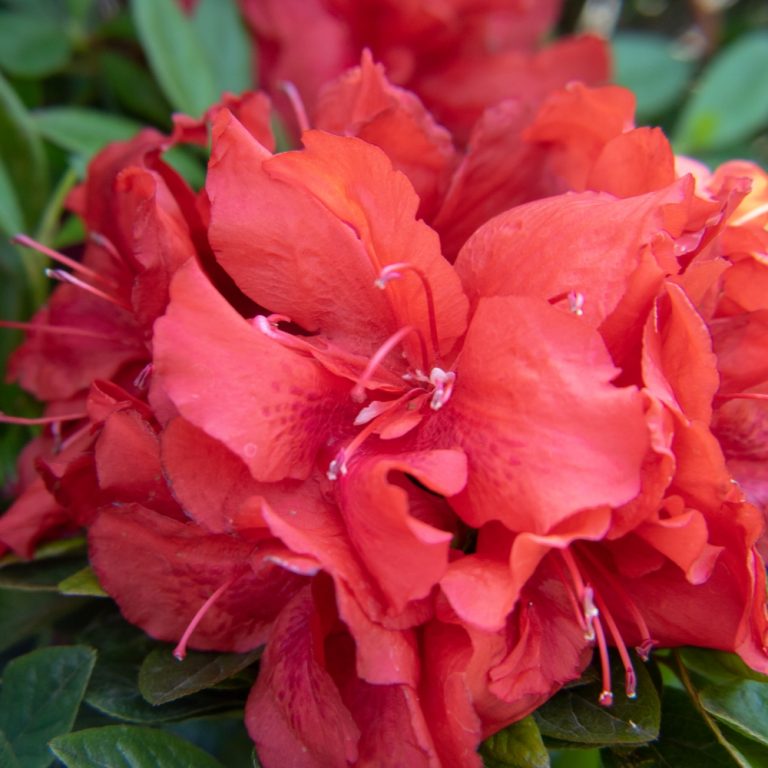 Ever After™ Ruby Reblooming Azalea | Bloomin’ Easy® | Reblooming Shrub