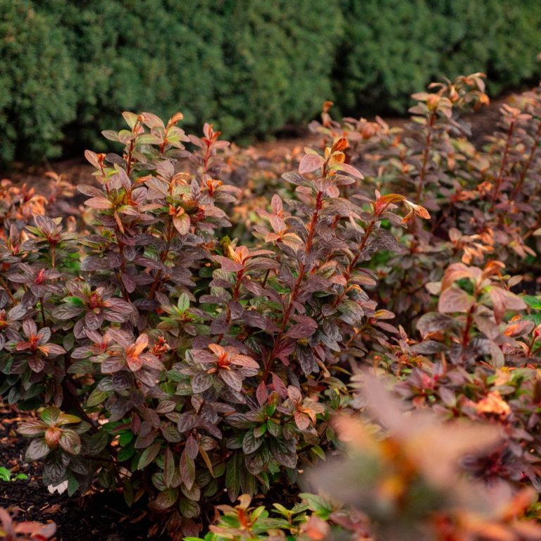Ever After™ Ruby Reblooming Azalea | Bloomin’ Easy® | Reblooming Shrub