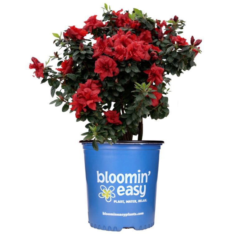 Ever After™ Ruby Reblooming Azalea | Bloomin’ Easy® | Reblooming Shrub