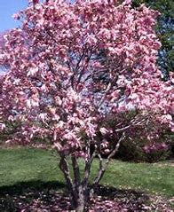 Betty Magnolia | Pink Tulip Tree