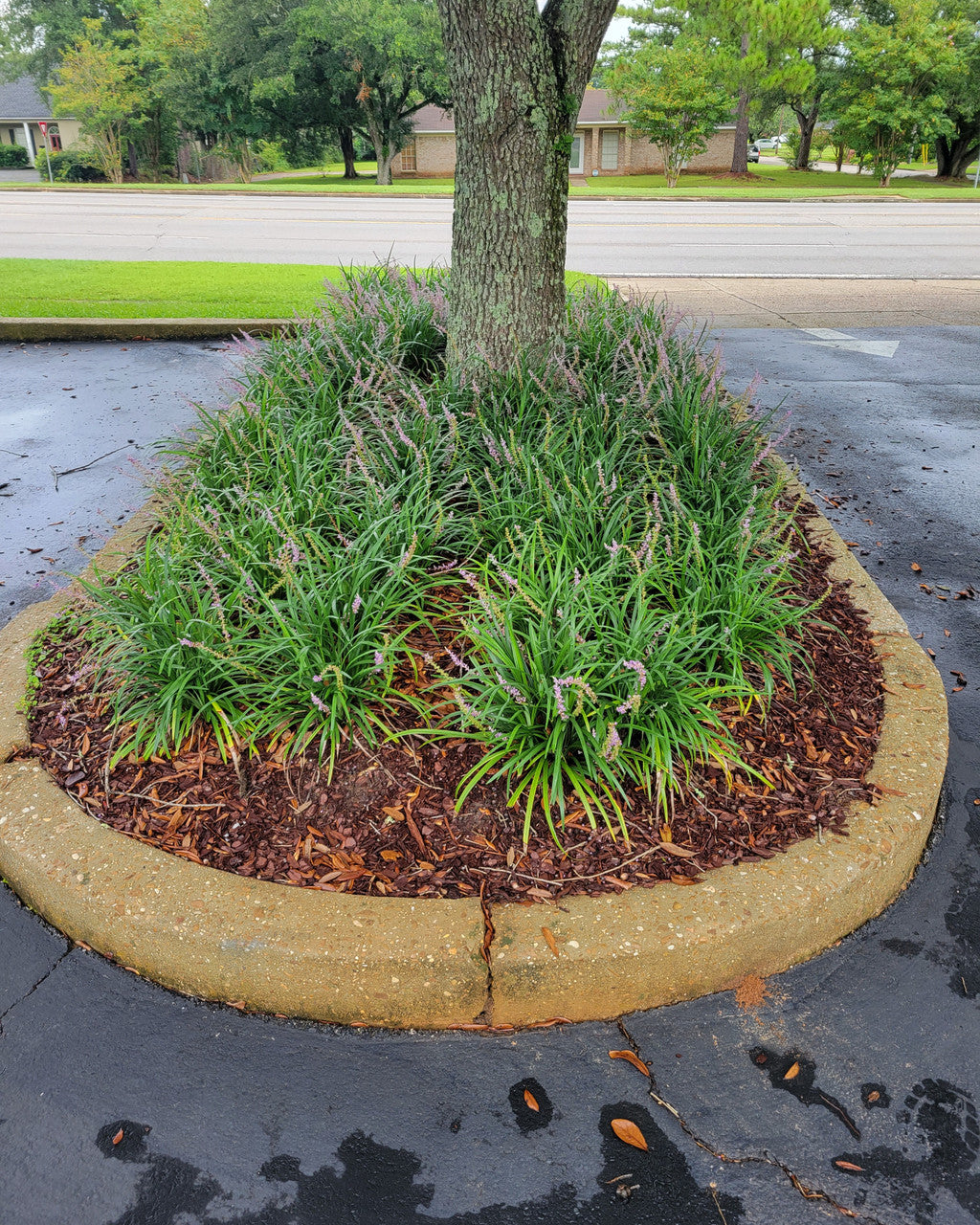Big Blue Liriope | Monkey Grass