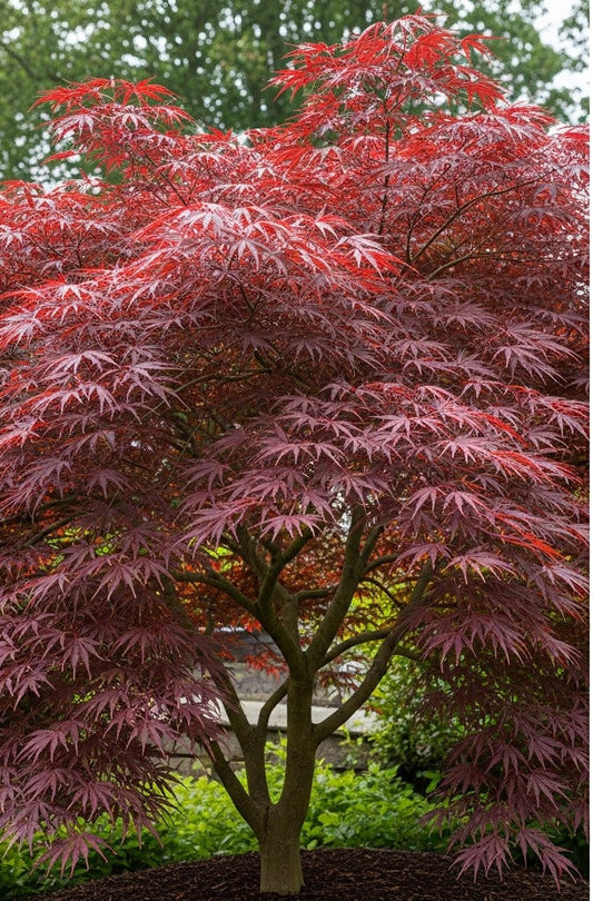 Dwarf Japanese Maple | Acer palmatum
