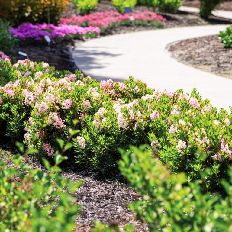 Bloombux® Blush Rhododendron – Boxwood Alternative with Pink Spring Flowers