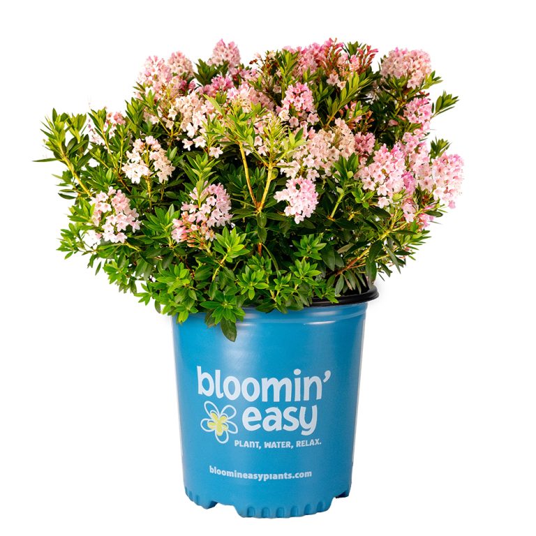 Bloombux® Blush Rhododendron – Boxwood Alternative with Pink Spring Flowers