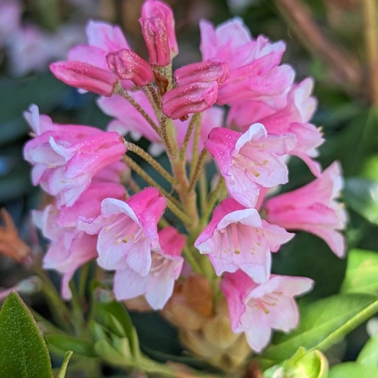 Bloombux® Magenta Rhododendron – Evergreen Boxwood Alternative with Bright Magenta Blooms