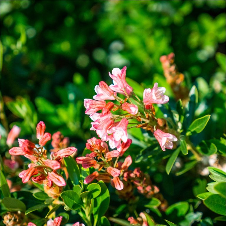 Bloombux® Magenta Rhododendron – Evergreen Boxwood Alternative with Bright Magenta Blooms
