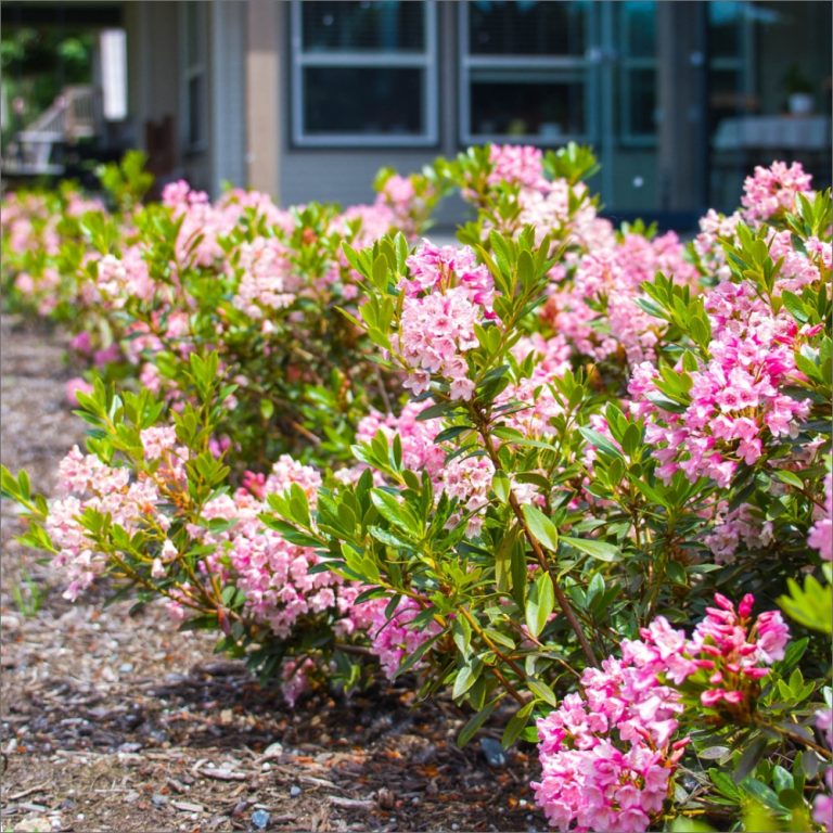 Bloombux® Magenta Rhododendron – Evergreen Boxwood Alternative with Bright Magenta Blooms