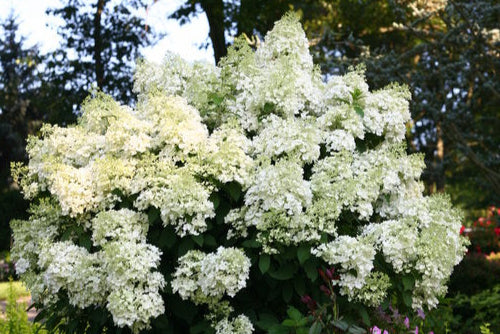 Potted plant with white flowers in a garden setting