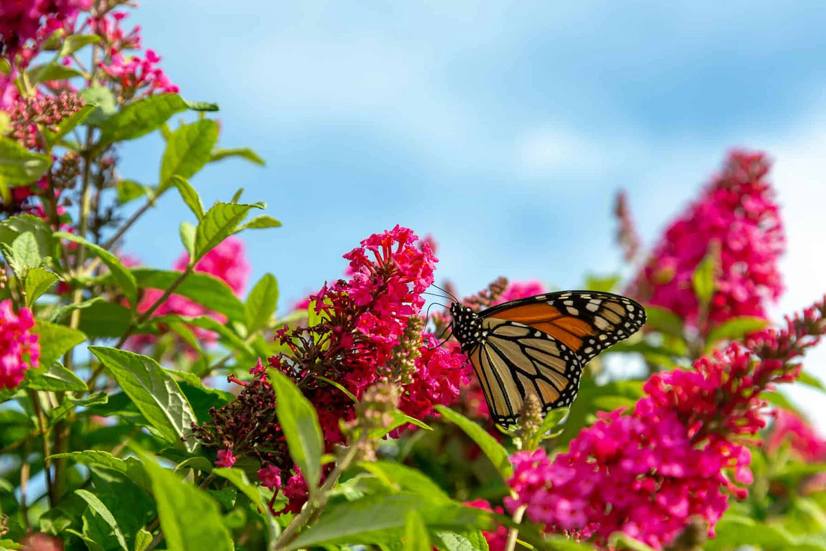 Li’l Raspberry™ Butterfly Bush – Butterfly Candy™ Collection