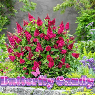 Butterfly Candy™ 'Lil Raspberry'™ Butterfly Bush