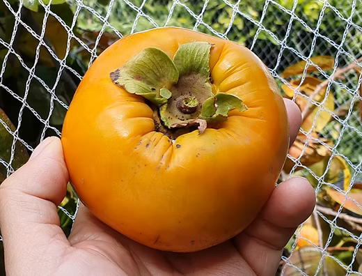 Matsumoto Persimmon | Diospyros kaki 'Matsumoto'