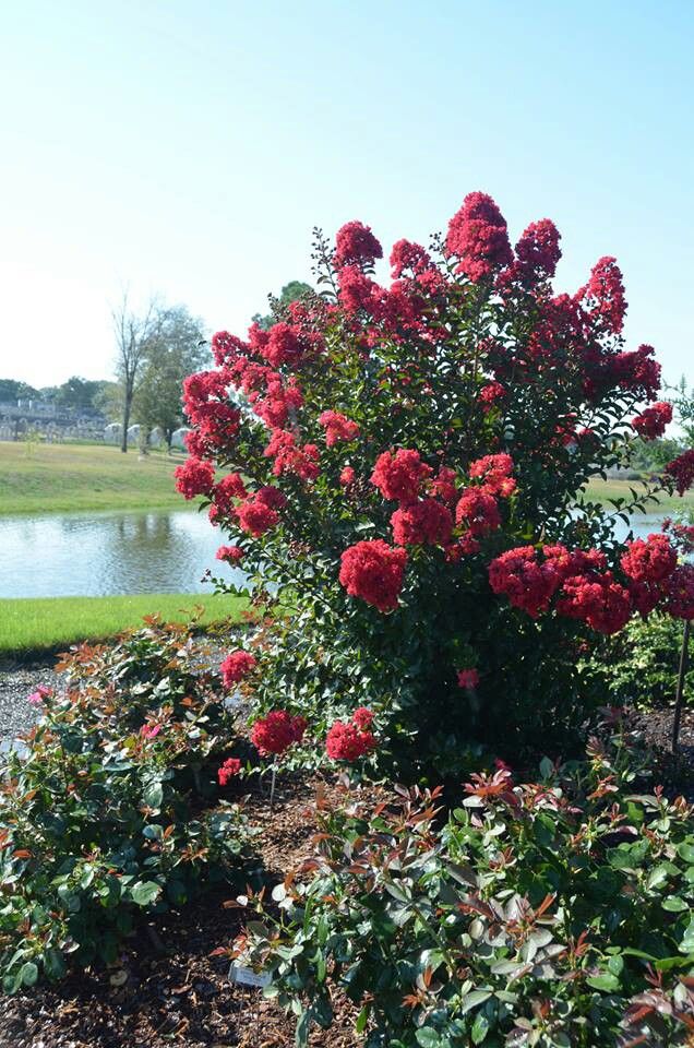 Princess Holly Ann Crape Myrtle | Bloomin' Easy® Collection