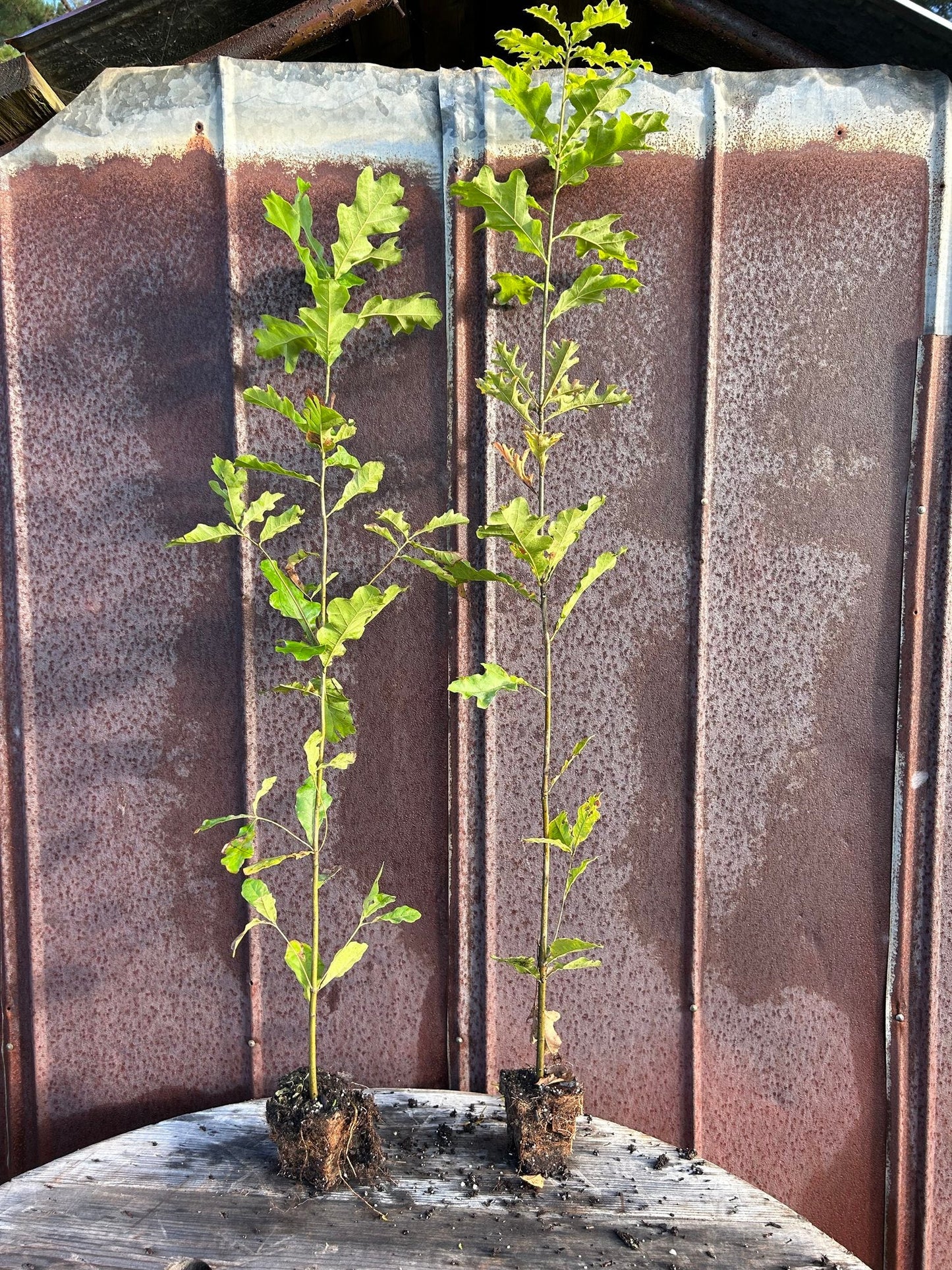 Cherrybark Oak | Quercus pagoda – Seedlings