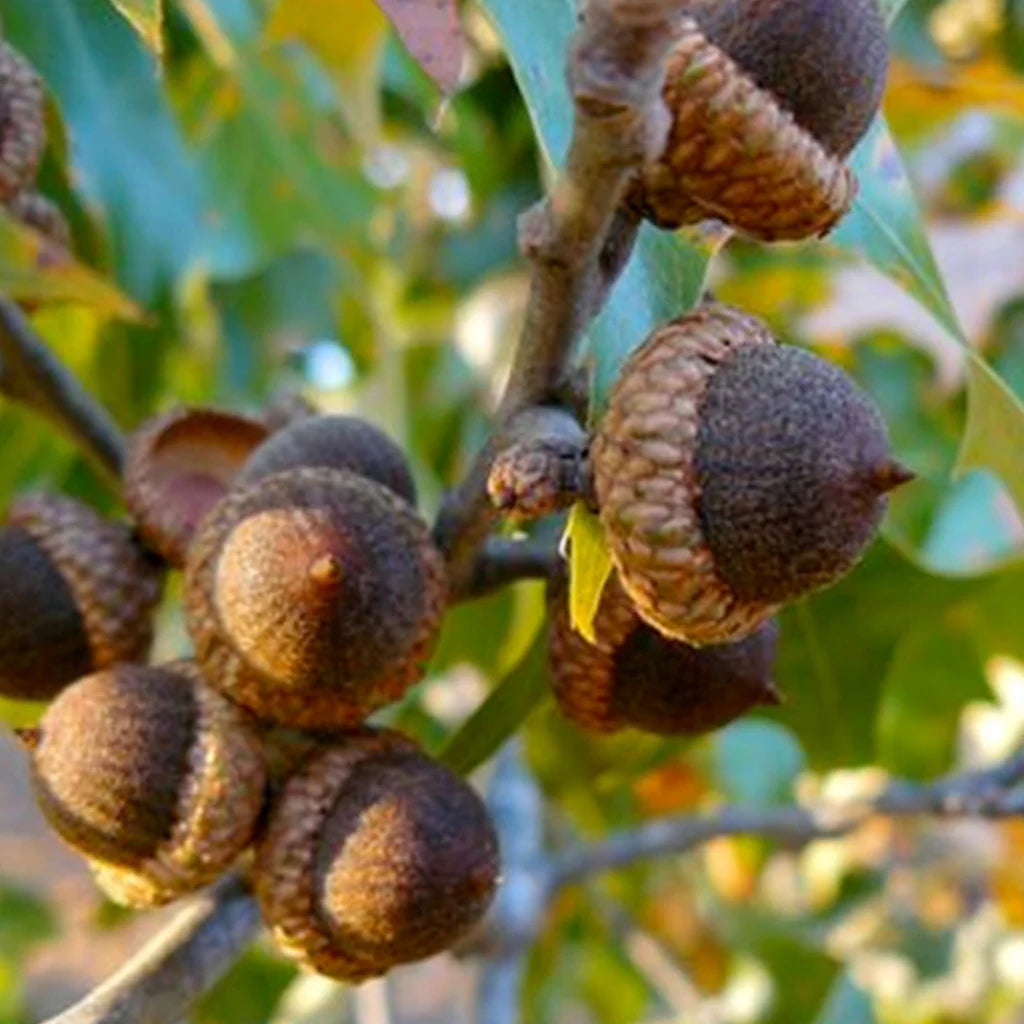 Cherrybark Oak | Quercus pagoda – Seedlings