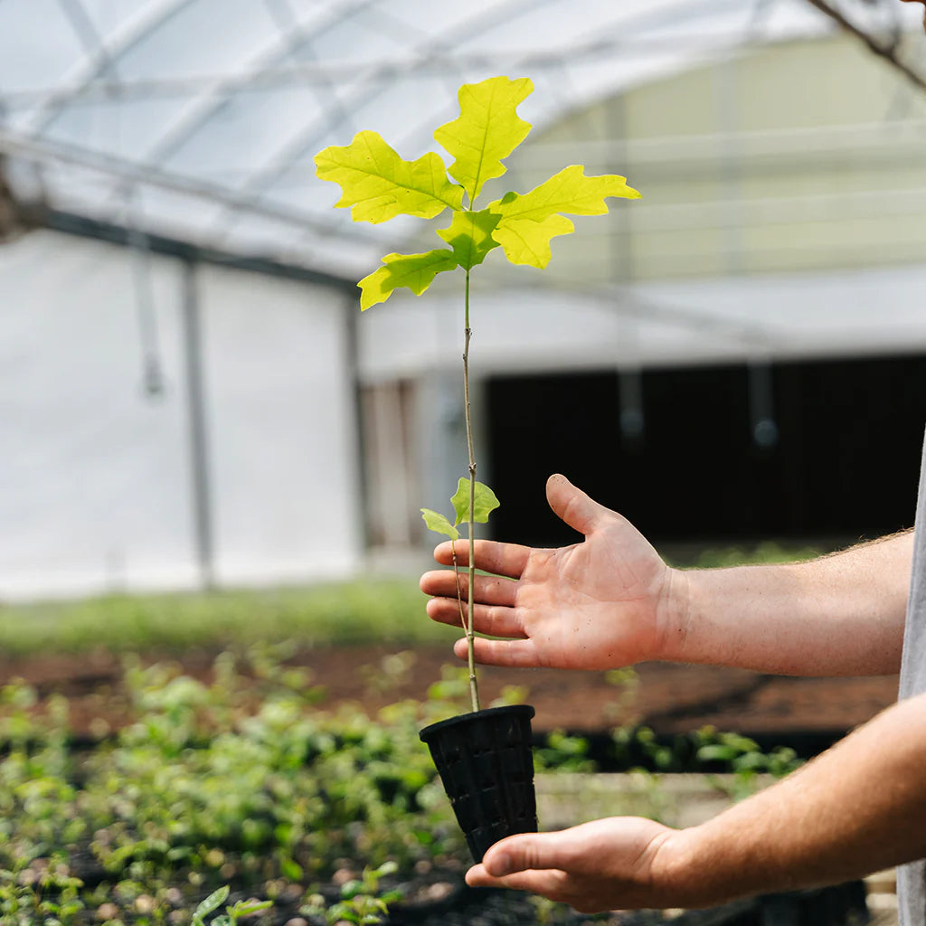 Cherrybark Oak | Quercus pagoda – Seedlings