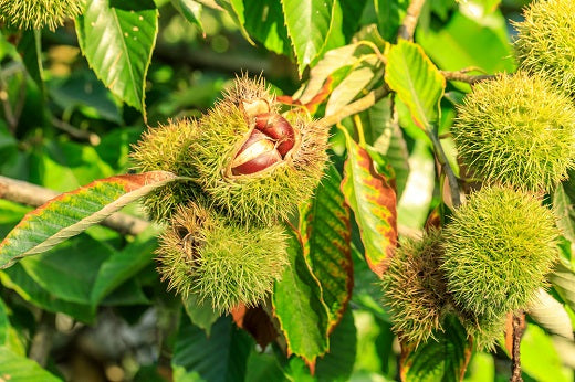 Chinese Chestnut – Castanea mollissima