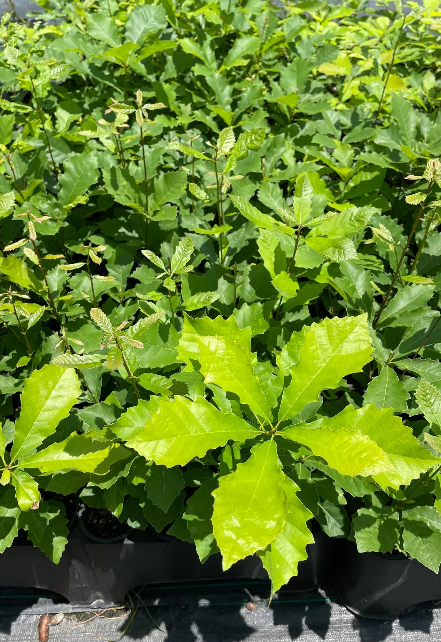 Dwarf Chinkapin Oak Seedling | Quercus prinoides