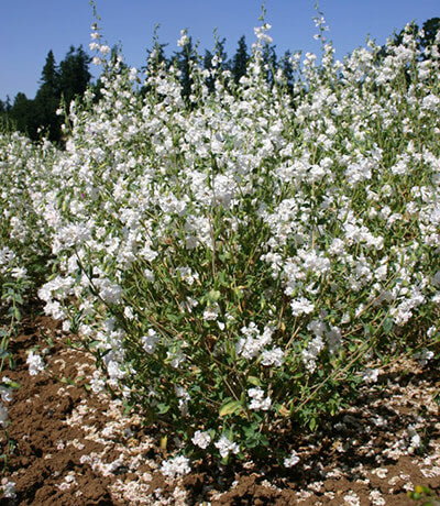 Gaura 'White Sprinkles' | Gaura lindheimeri 'White Sprinkles'