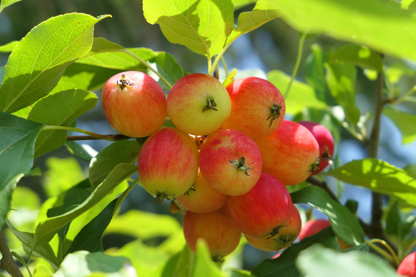 Dolgo Crabapple | Malus ‘Dolgo’