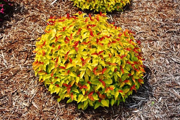 Double Play® Candy Corn® Spirea | Spiraea japonica 'NCSX1'