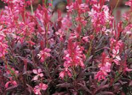 Guara 'Crimson Butterflies' | Gaura lindheimeri