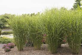 Porcupine Grass | Miscanthus sinensis 'Strictus'