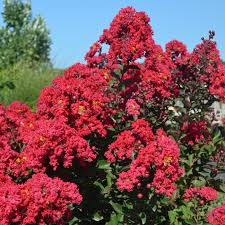 Princess Holly Ann Crape Myrtle | Bloomin' Easy® Collection