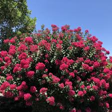 Princess Holly Ann Crape Myrtle | Bloomin' Easy® Collection