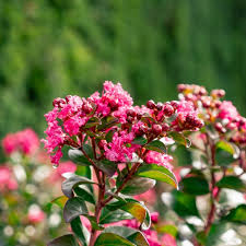 Princess Holly Ann Crape Myrtle | Bloomin' Easy® Collection