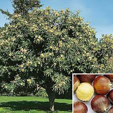 Chinese Chestnut – Castanea mollissima
