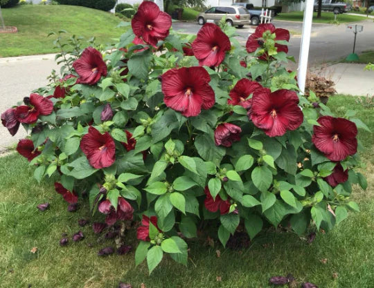 Luna Red Hibiscus | Hibiscus moscheutos