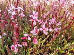 Guara 'Crimson Butterflies' | Gaura lindheimeri