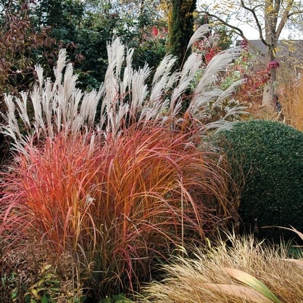 Dense clump of fiery red-orange Fire Dragon Maiden Grass in landscape setting