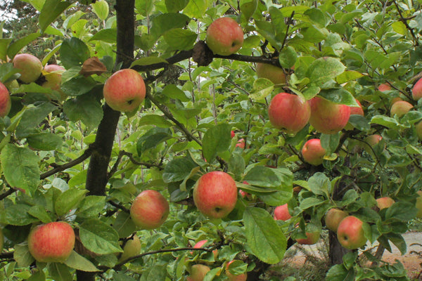 Freedom Apple Tree | Malus domestica 'Freedom'