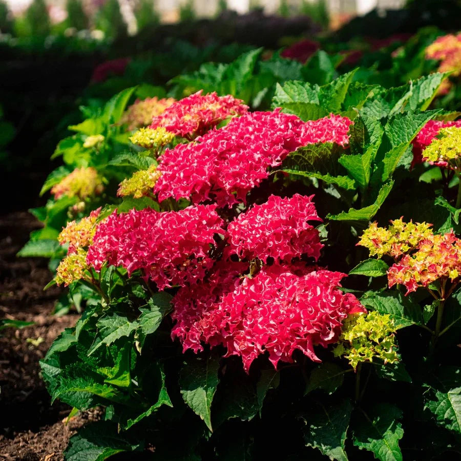 Frill Ride™ Reblooming Hydrangea | Bloomin’ Easy® Collection