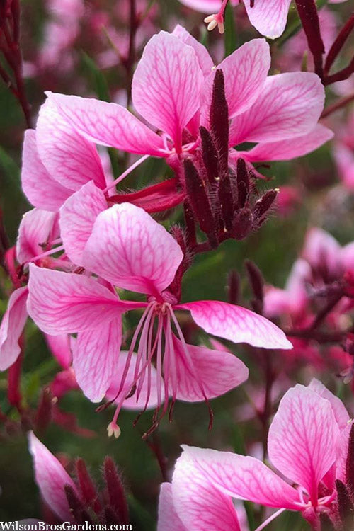 Gaura 'Siskiyou Pink' | Gaura lindheimeri ‘Siskiyou Pink'