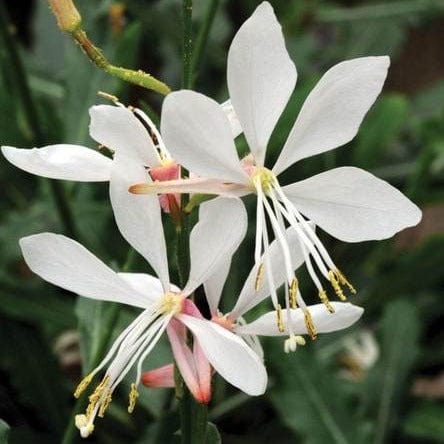 Gaura 'White Sprinkles' | Gaura lindheimeri 'White Sprinkles'