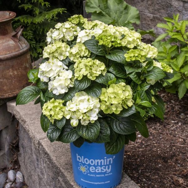 Grin and Tonic™ Hydrangea – Vibrant Lime Blooms, Easy Care!