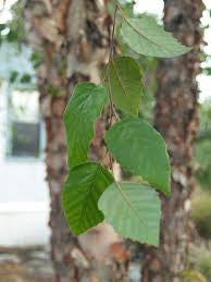 Heritage River Birch | Betula nigra 'Cully'