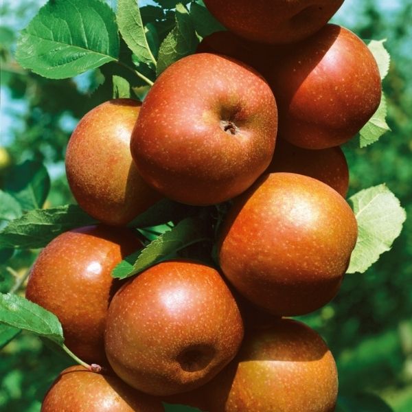Hewe’s Crabapple Tree | Malus domestica ‘Hewe's Virginia’