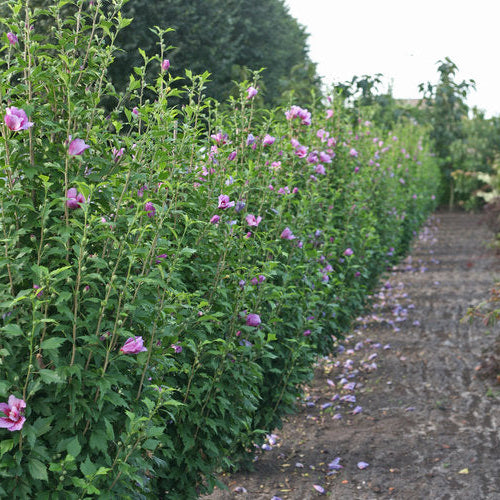 Purple Pillar® Rose of Sharon (Hibiscus syriacus)