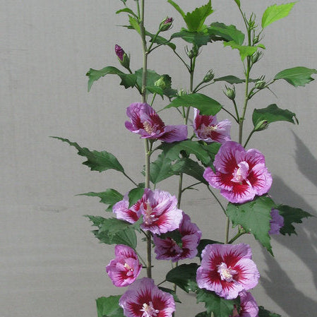 Purple Pillar® Rose of Sharon (Hibiscus syriacus)