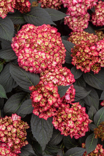 Eclipse ® Bigleaf Hydrangea
