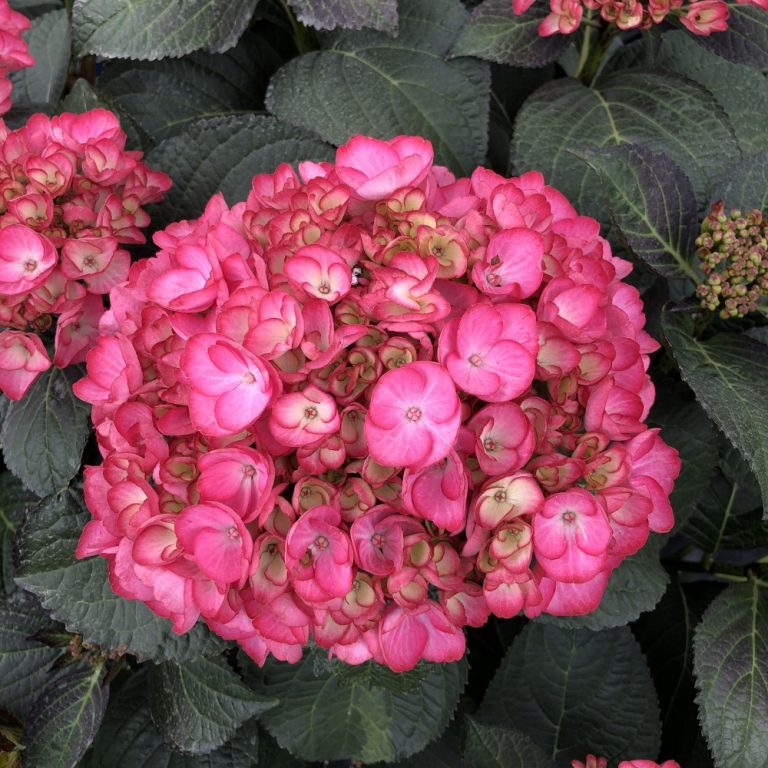 Soul Mate™ Reblooming Hydrangea | Bloomin’ Easy® Collection